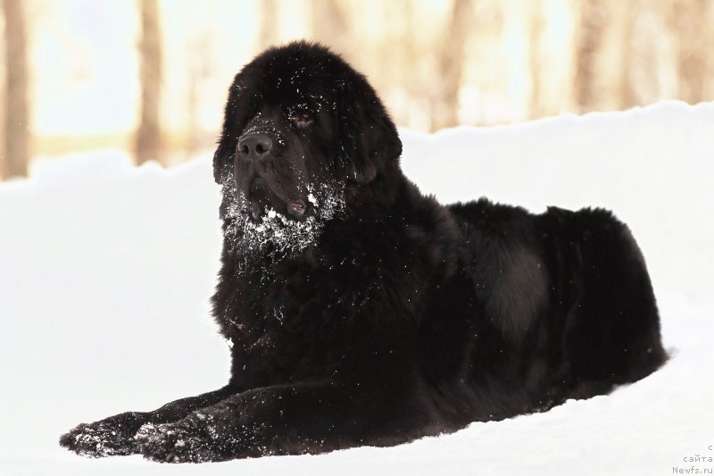 Фотография № 221714