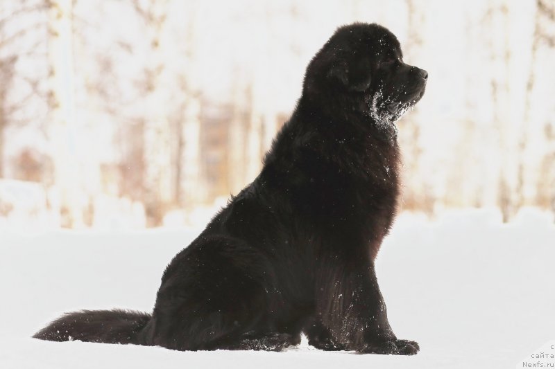 Фотография № 221716