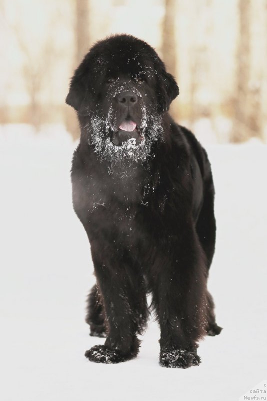 Фотография № 221718