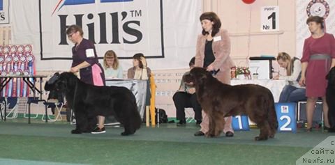 Фото: ньюфаундленд Петер-Беар Ейлин Яркая и Смелая, ньюфаундленд Анабелле Квин оф зэ Моунтайнс