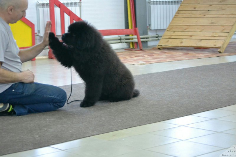 Фото: ньюфаундленд Сент Джонс Эксклюзив (Sent Djons Exclusive)