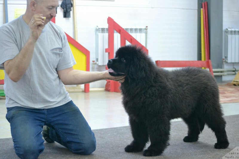 Фото: ньюфаундленд Сент Джонс Эксклюзив (Sent Djons Exclusive)