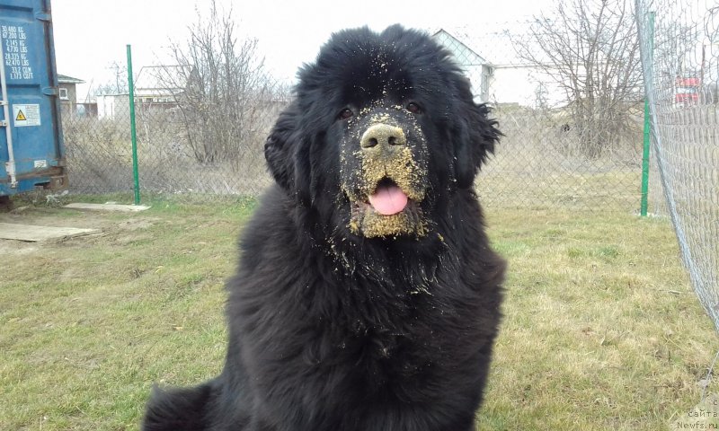 Фото: ньюфаундленд Акватория Келвин Злата