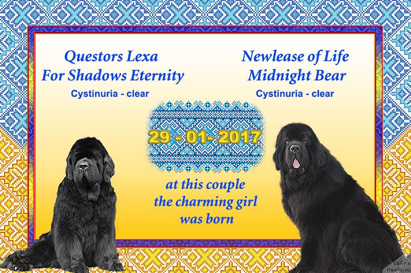 Фото: ньюфаундленд Questors Lexa For Shadows Eternity