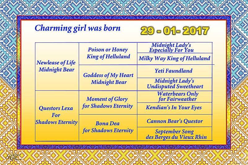 Фото: ньюфаундленд Questors Lexa For Shadows Eternity