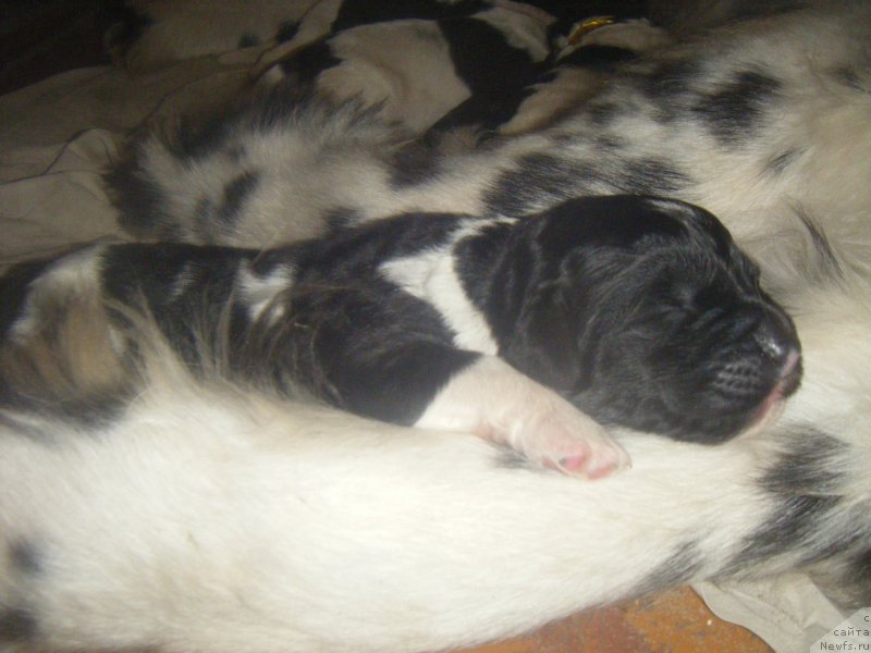 Фото: ньюфаундленд Bella Donna Barbaresco Super Mishka, ньюфаундленд Gelios Super Mishka