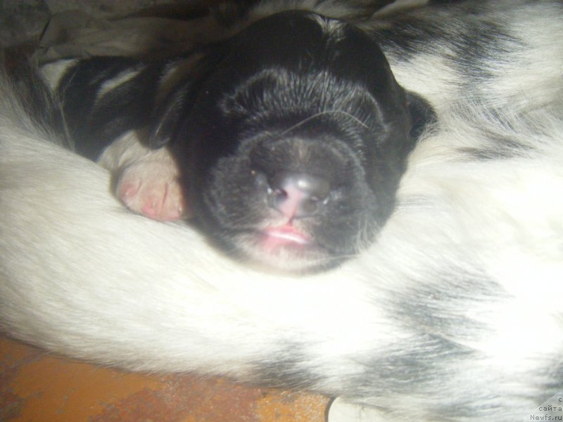 Фото: ньюфаундленд Bella Donna Barbaresco Super Mishka, ньюфаундленд Gelios Super Mishka