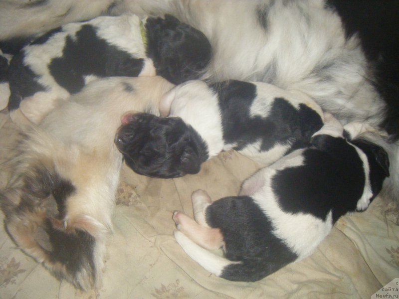 Фото: ньюфаундленд Bella Donna Barbaresco Super Mishka, ньюфаундленд Gelios Super Mishka