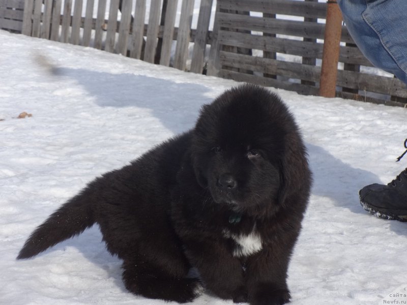Фото: ньюфаундленд Ньюфорт Царская Дочь