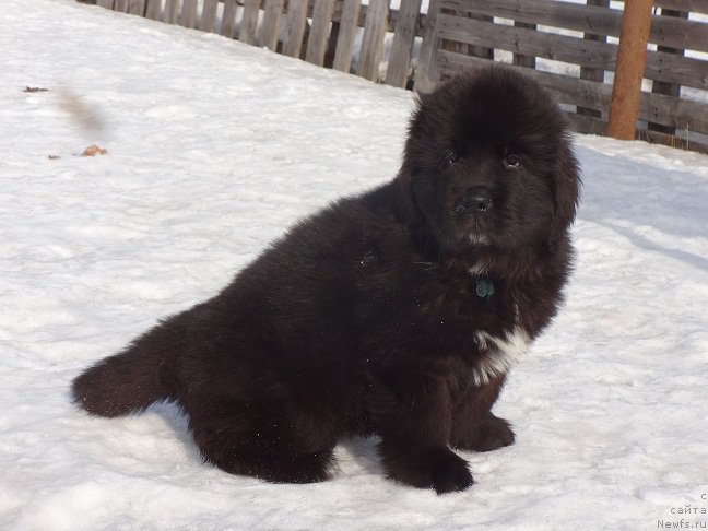 Фото: ньюфаундленд Ньюфорт Царская Дочь
