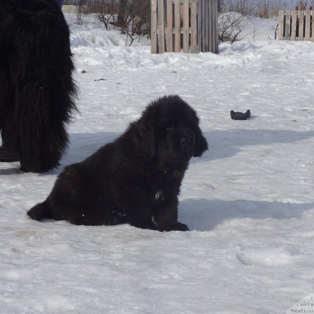 Фото: ньюфаундленд Ньюфорт Царская Дочь