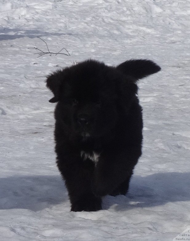 Фото: ньюфаундленд Ньюфорт Царская Дочь