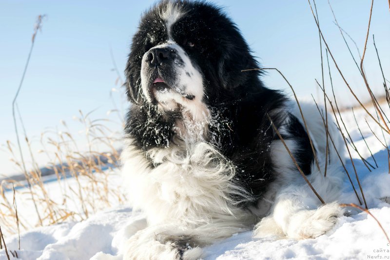 Фото: ньюфаундленд Флюфи Аваланч Сурпассинг Алл Експестатионс (Fluffy Avalanch Surpassing All Expektations)