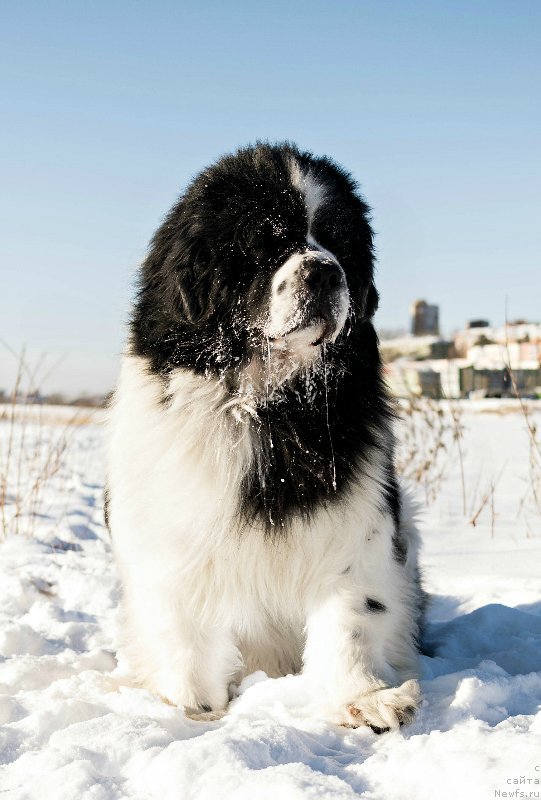 Фото: ньюфаундленд Флюфи Аваланч Сурпассинг Алл Експестатионс (Fluffy Avalanch Surpassing All Expektations)