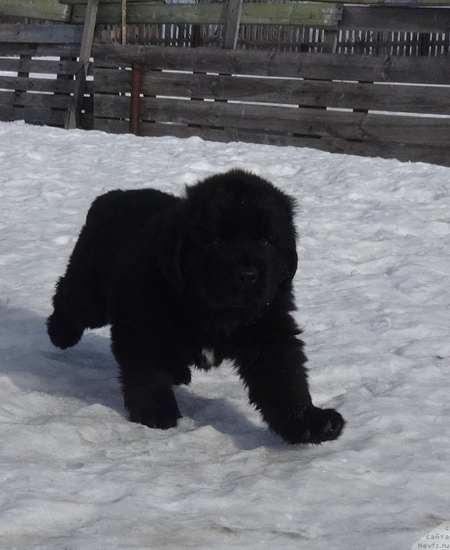 Фото: ньюфаундленд Ньюфорт Царская Дочь