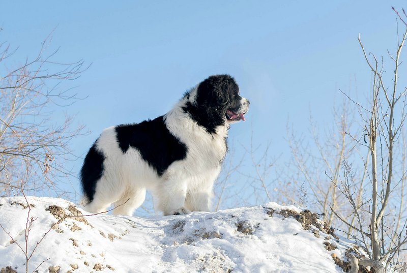 Фото: ньюфаундленд Флюфи Аваланч Сурпассинг Алл Експестатионс (Fluffy Avalanch Surpassing All Expektations)