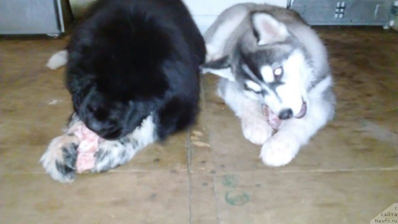 Фото: ньюфаундленд Рафаэлла Вейде Лорбен