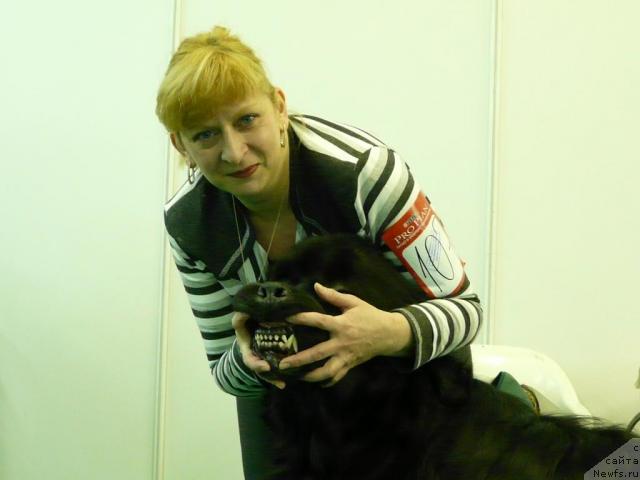 Фото: ньюфаундленд Мороз-Воевода от Сибирского Медведя, Ольга Ларина