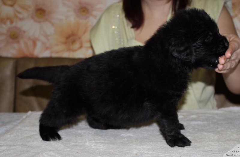 Фото: ньюфаундленд Dolce Vita Laskovyi Gigant