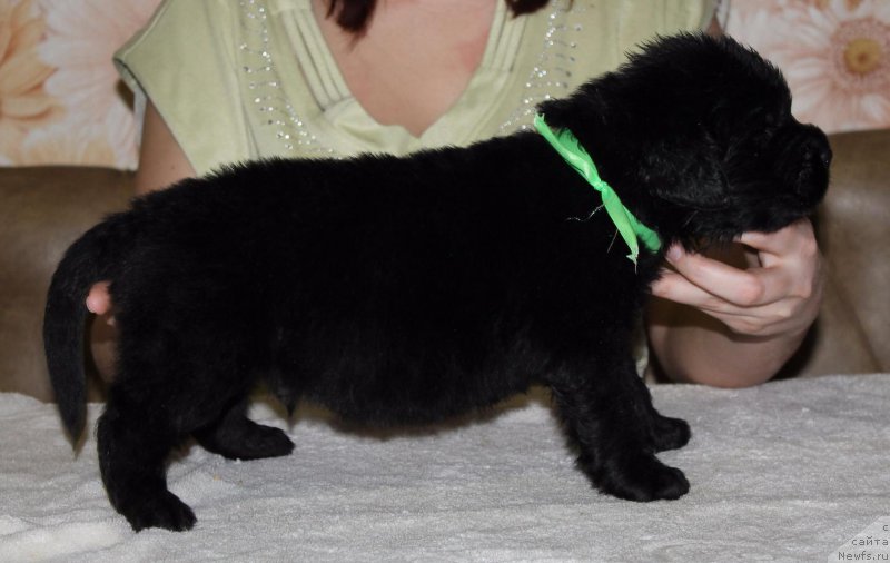 Фото: ньюфаундленд Dolce Vita Laskovyi Gigant