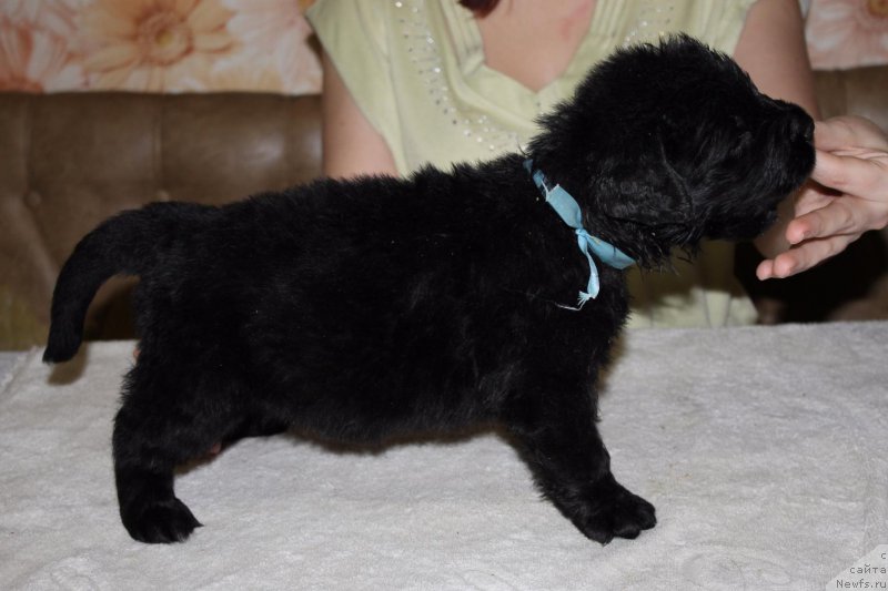 Фото: ньюфаундленд Dolce Vita Laskovyi Gigant