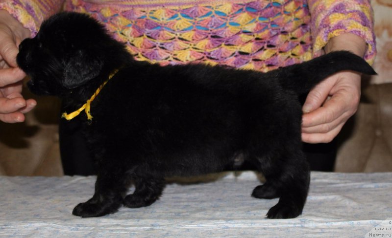 Фото: ньюфаундленд Dolce Vita Laskovyi Gigant