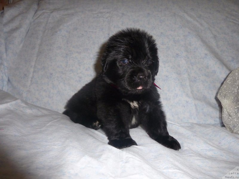 Фото: ньюфаундленд Dolce Vita Laskovyi Gigant