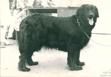 Фото: ньюфаундленд Лорина Понтус