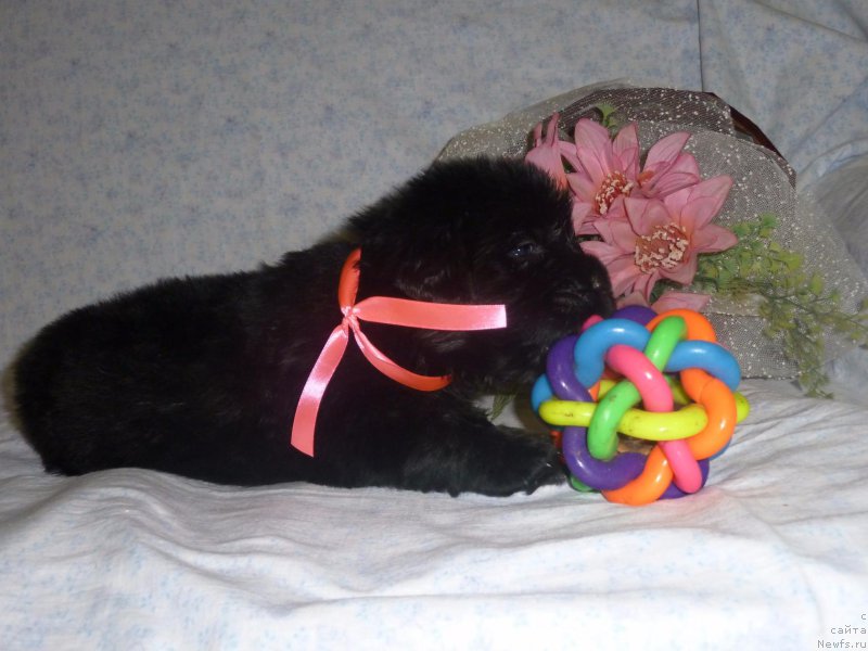 Фото: ньюфаундленд Dolce Vita Laskovyi Gigant