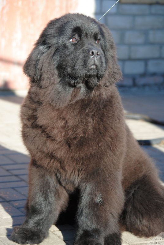 Фото: ньюфаундленд Моя Стихия Настасья Краса (Moya Stikhiya Nastasya Krasa)