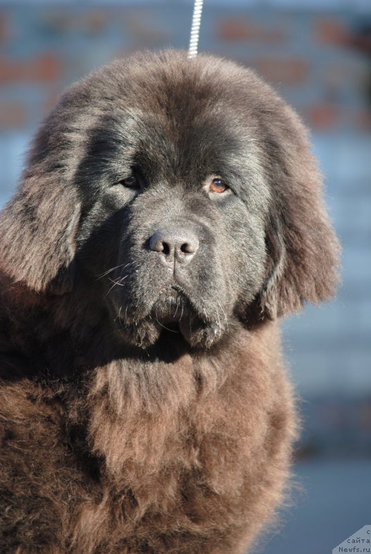 Фотография № 221805