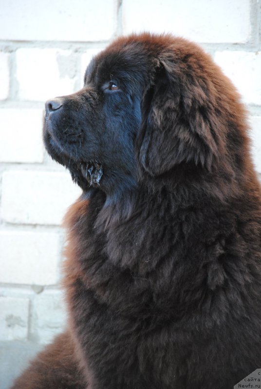 Фотография № 221807