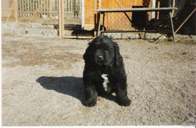 Фото: ньюфаундленд Амазонка Лагуны Ньюфов