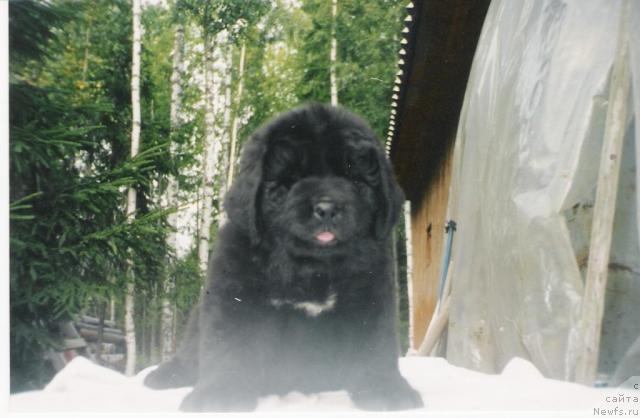 Фото: ньюфаундленд Блэк Принц