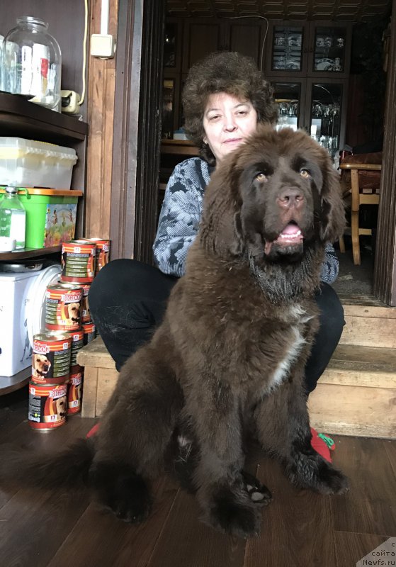 Фото: ньюфаундленд Браунблад МСК Ауди Рэд Лэсс (Brownblood MSK Audi Red Less)