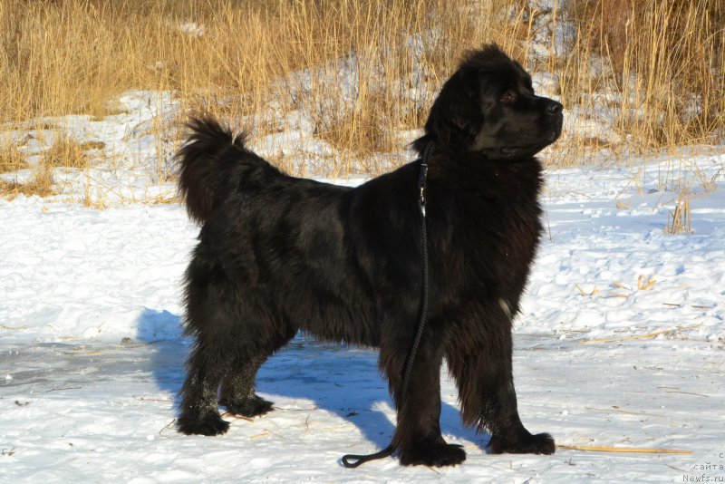 Фото: ньюфаундленд Русская Сказка
