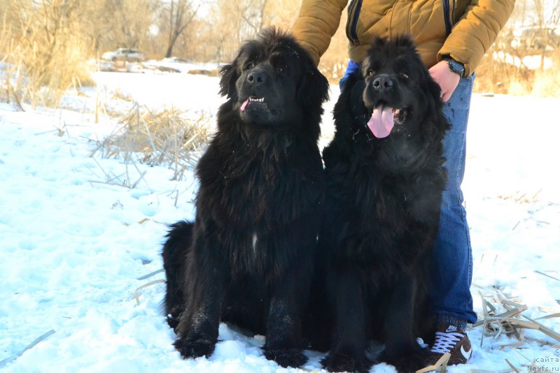 Фото: ньюфаундленд Русская Сказка, ньюфаундленд Талисман Моря Магия Волн