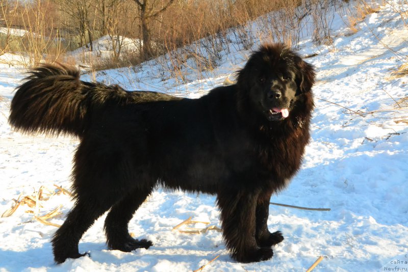 Фото: ньюфаундленд Русская Сказка