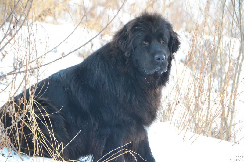 Фото: ньюфаундленд Русская Сказка