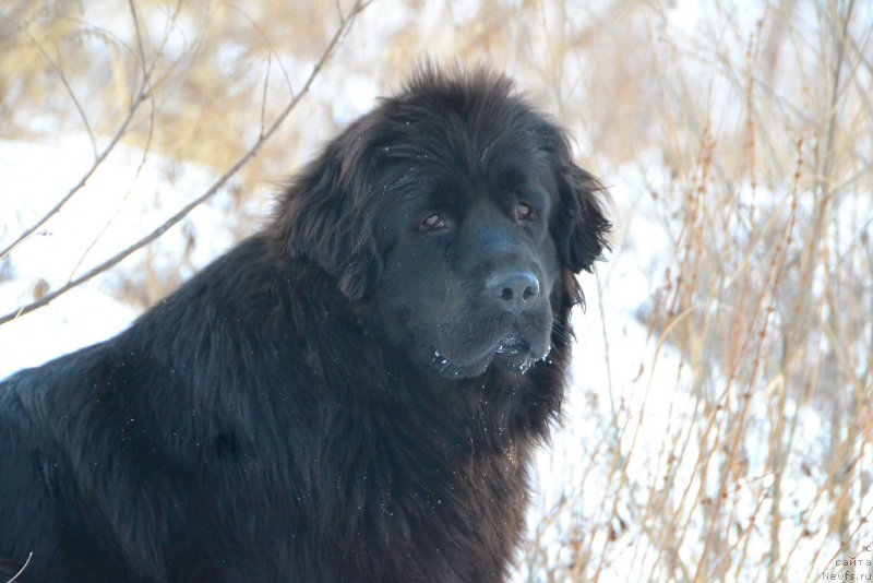 Фото: ньюфаундленд Русская Сказка