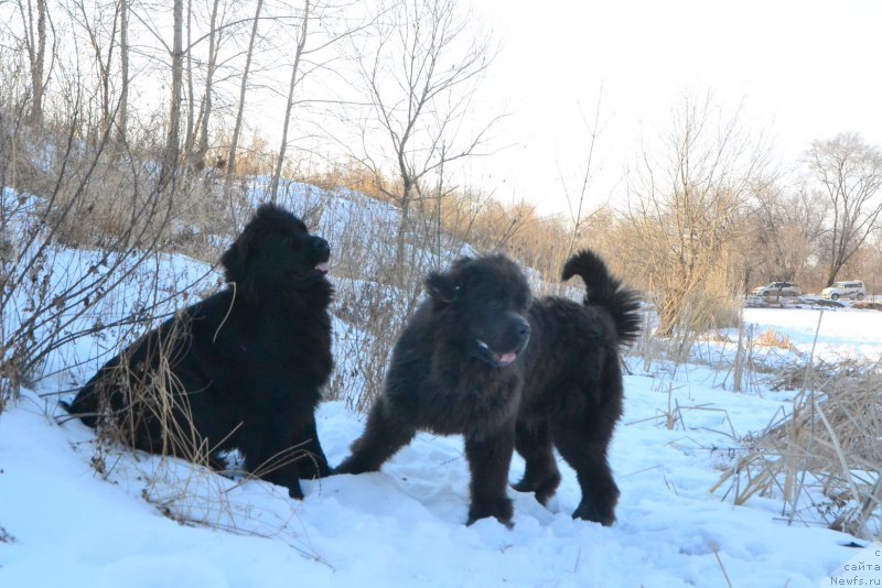 Фото: ньюфаундленд Русская Сказка, ньюфаундленд Талисман Моря Лэнд Ровер