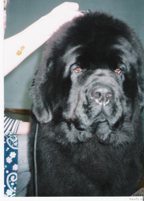 Фото: ньюфаундленд Плюшевая Панда Борислав (Plushevaya Panda Borislav)