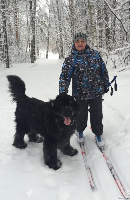 Фото: ньюфаундленд Максимилиан Наследный Принц, ньюфаундленд Максимилиан Наследный Принц, Наталия Прокудина