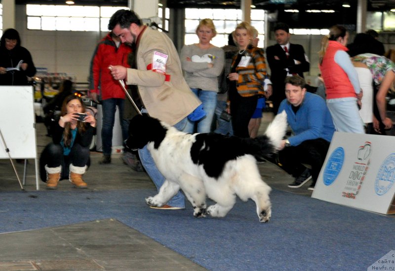 Фото: ньюфаундленд Питерньюф Дайр Стрэйтс