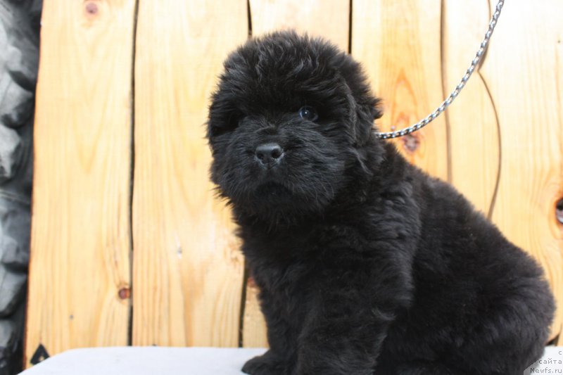 Фото: ньюфаундленд Questors Lexa For Shadows Eternity