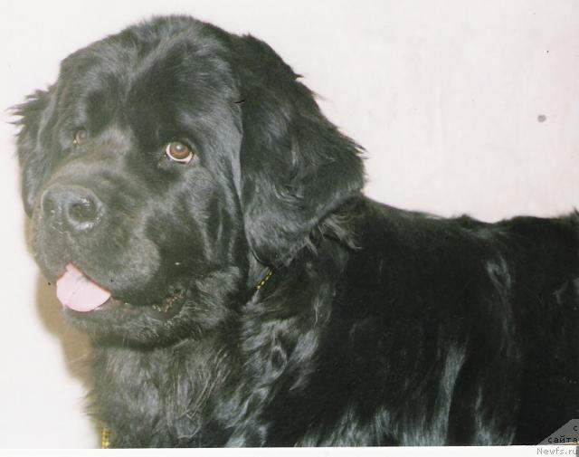 Фото: ньюфаундленд Бонсоня Каприз