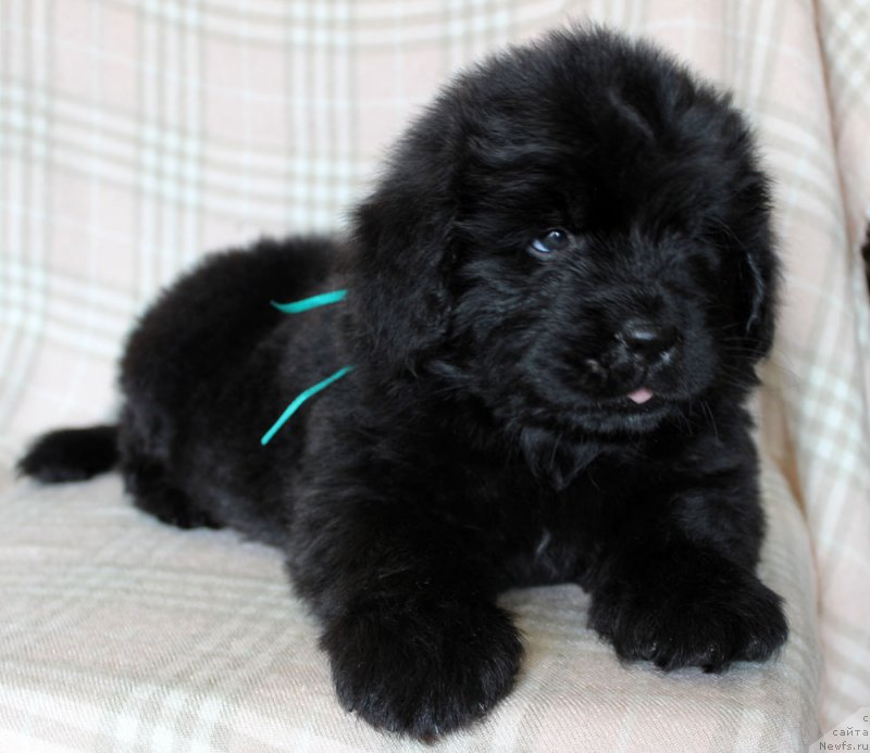 Фотография № 221841