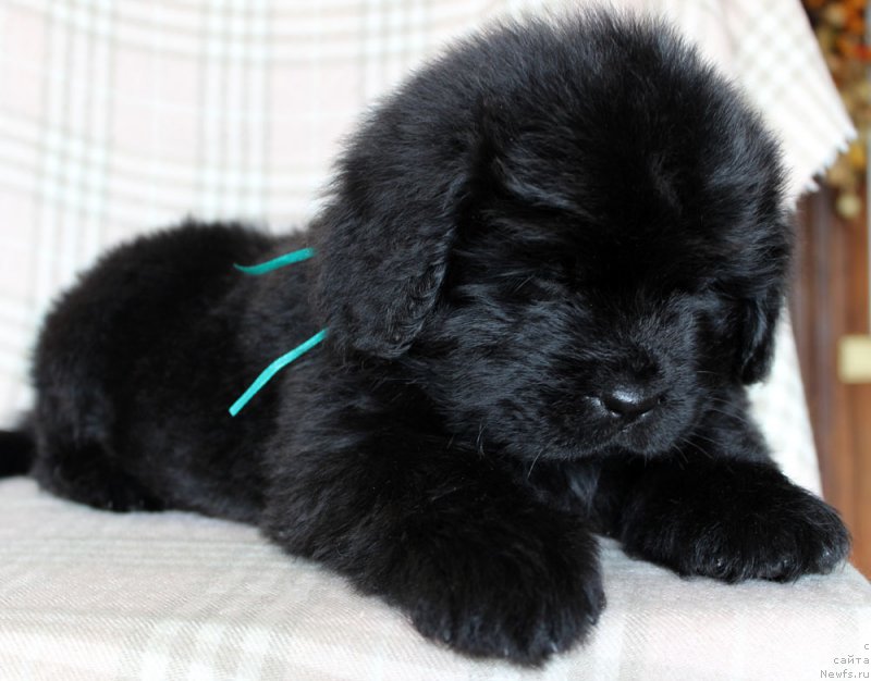 Фото: ньюфаундленд Браунблад MCК Лэджендари Норс (Brownblood MSK Lagendary North)