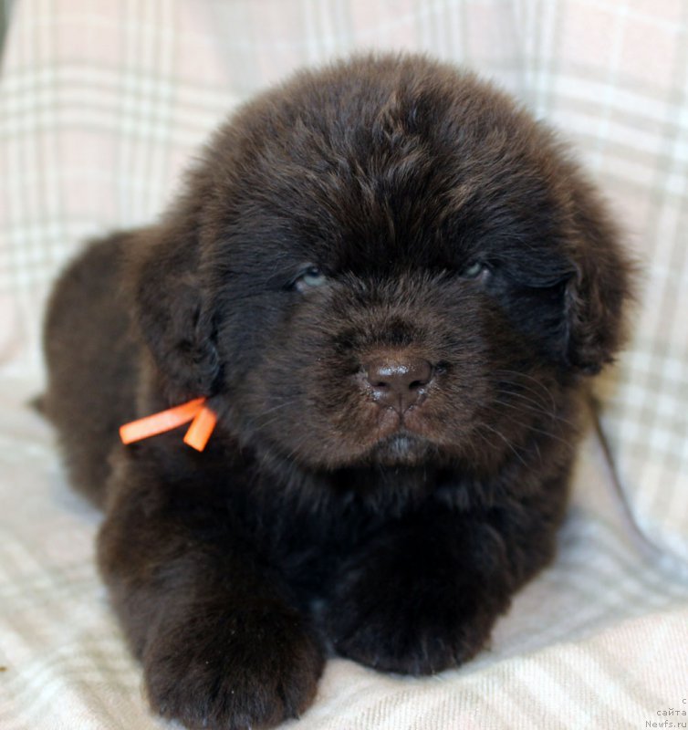 Фото: ньюфаундленд Браунблад МСК Ларчи Ардон (Brownblood MSK Larchie Ardon)