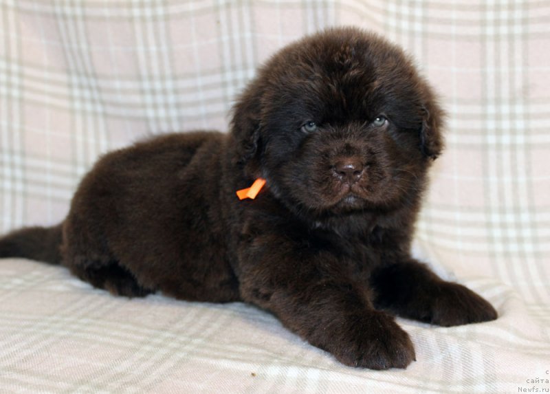 Фотография № 221844